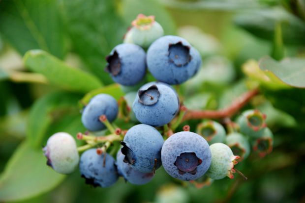 Αρώνια, η φάρμα των superfoods!